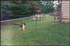 Chain Link & Security Fences